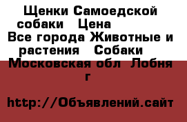 Щенки Самоедской собаки › Цена ­ 25 000 - Все города Животные и растения » Собаки   . Московская обл.,Лобня г.